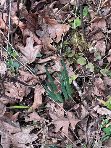 Narcissus pseudonarcissus