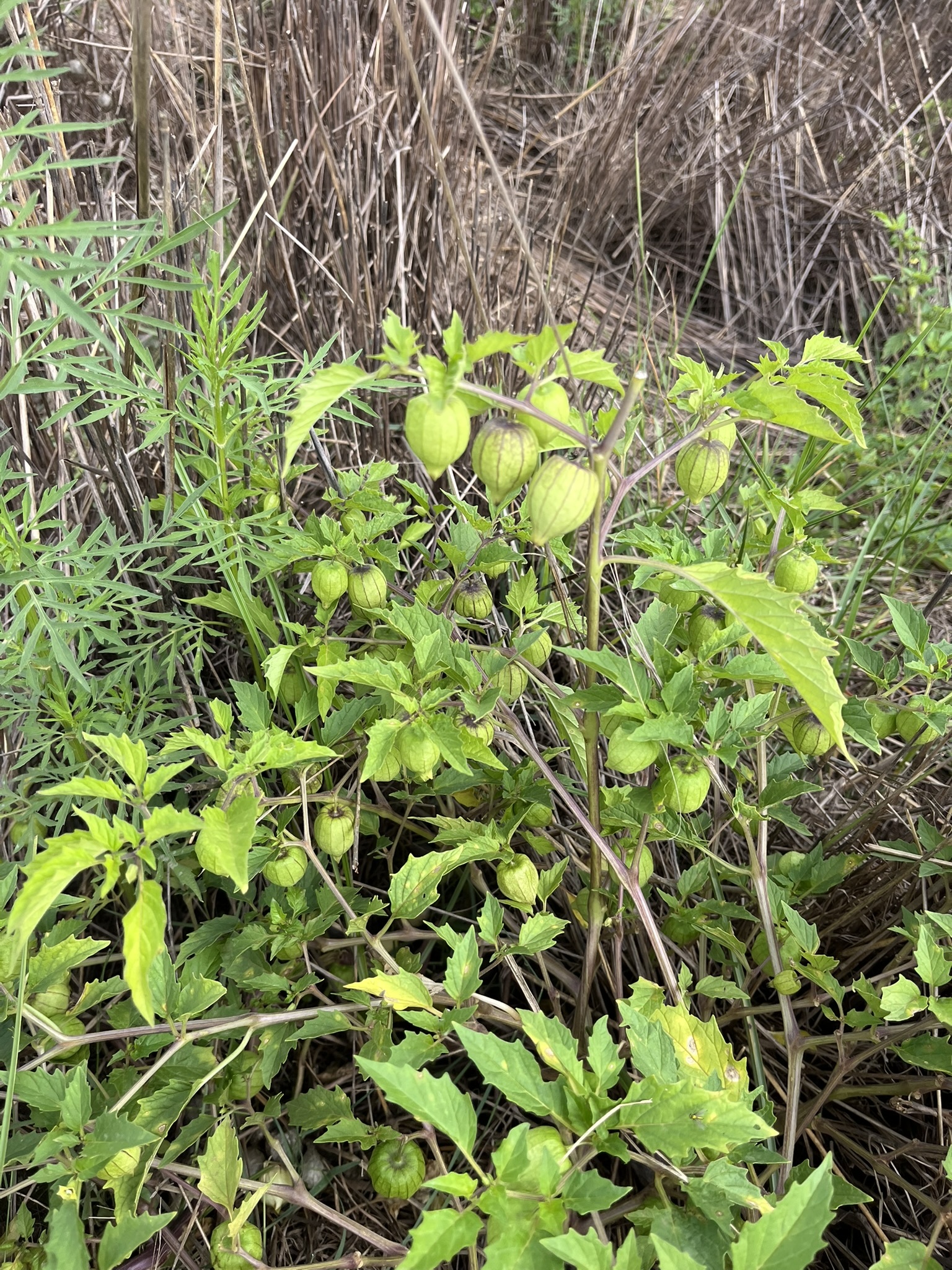 Mexican Groundcherry (Physalis philadelphica)
