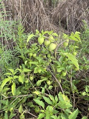 Tomatille De Puebla (Physalis philadelphica)