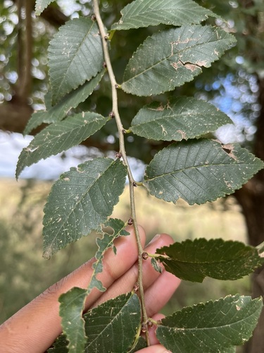 Chinese Elm (Ulmus parvifolia)
