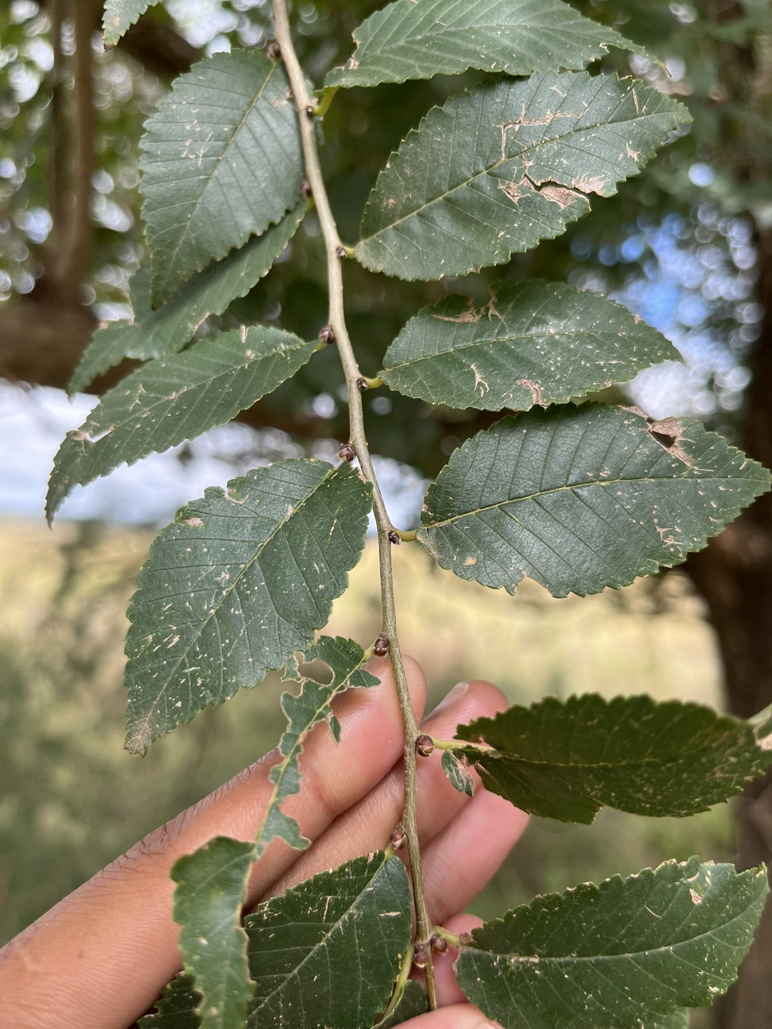 Chinese Elm (Ulmus parvifolia)