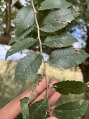 Orme De Chine (Ulmus parvifolia)
