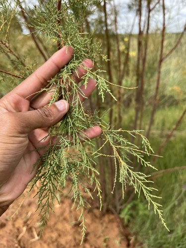 Pink Tamarisk (Tamarix ramosissima)