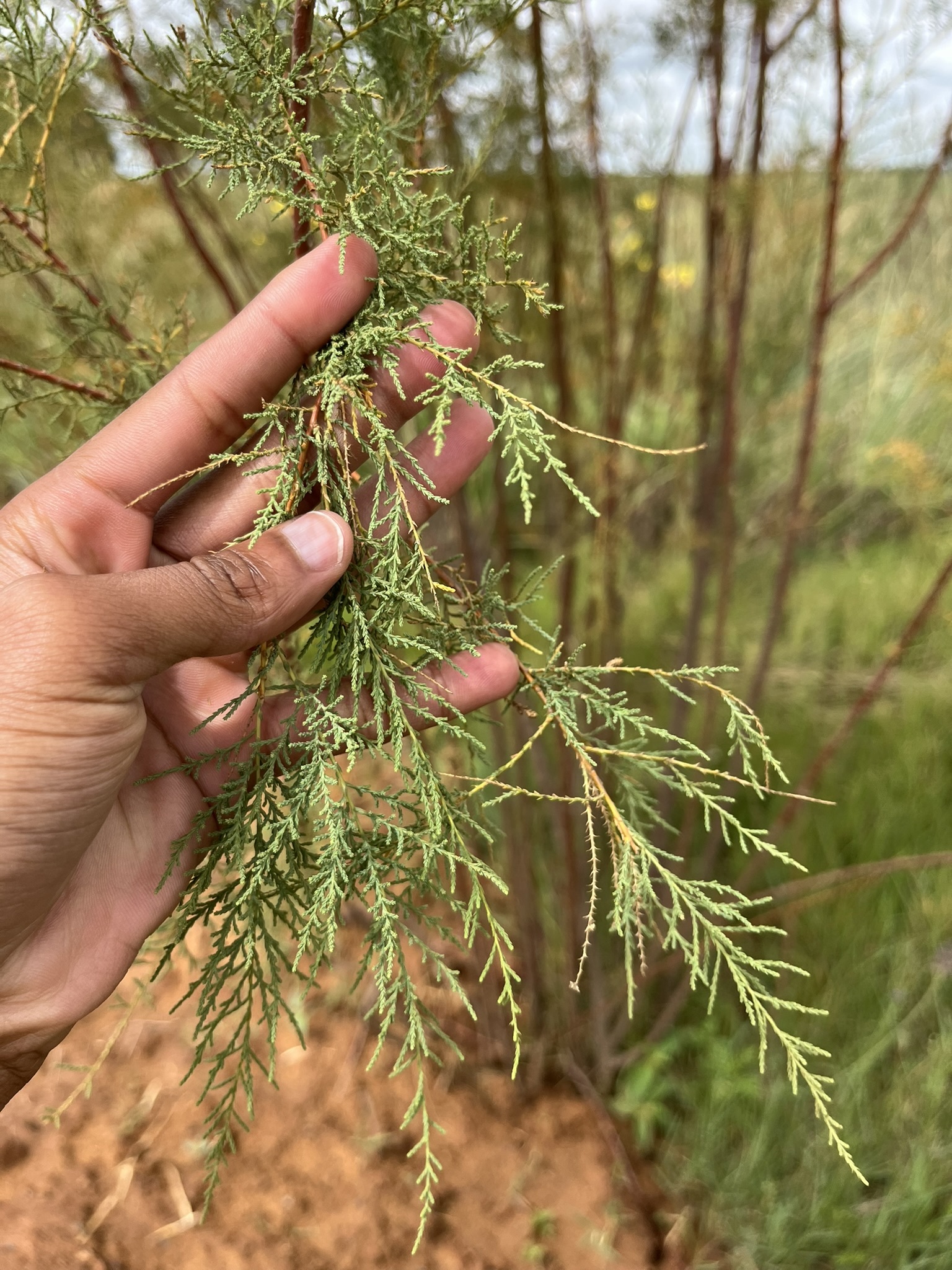 Saltcedar (Tamarix ramosissima)