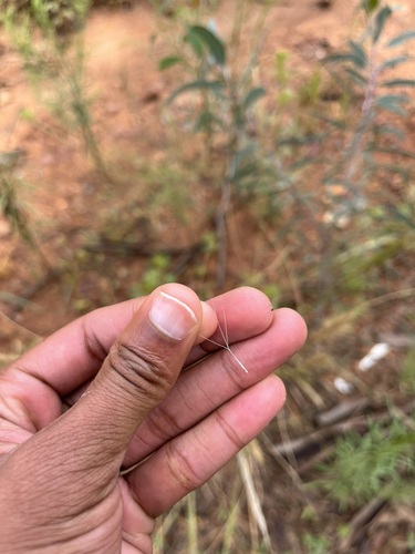 Tassle Three-awn (Aristida congesta)
