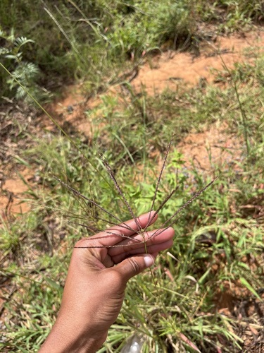 Digitgrass (Digitaria eriantha)