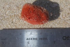 Dragmacidon lunaecharta