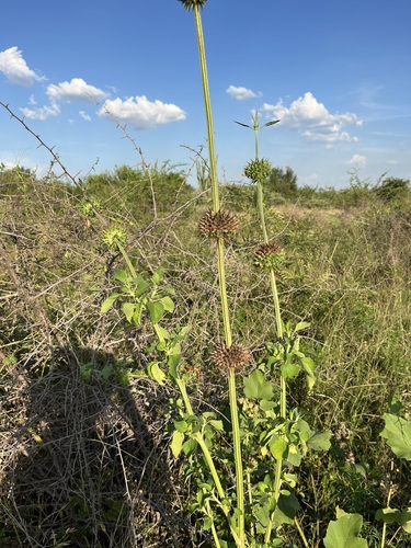 lion's ear