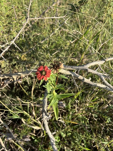 Peruvian zinnia
