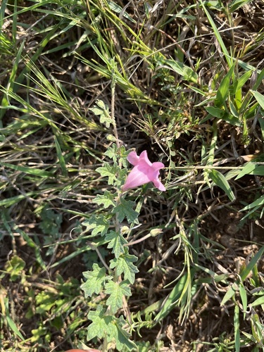 Dicerocaryum zanguebarium