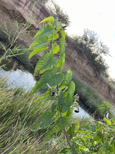 Ipomoea carnea fistulosa