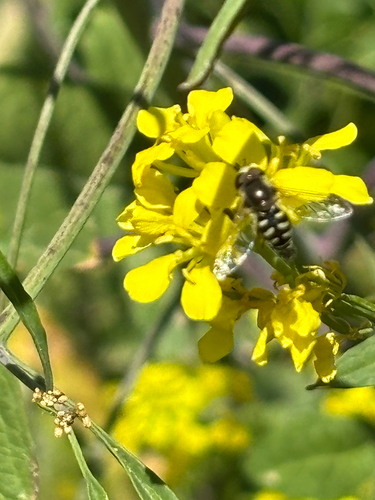 iNaturalist observation photo of Large-tailed Aphideater