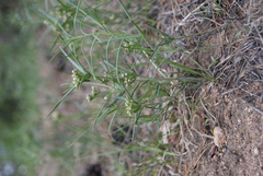 Vincetoxicum sibiricum