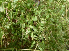 Chenopodium nutans nutans