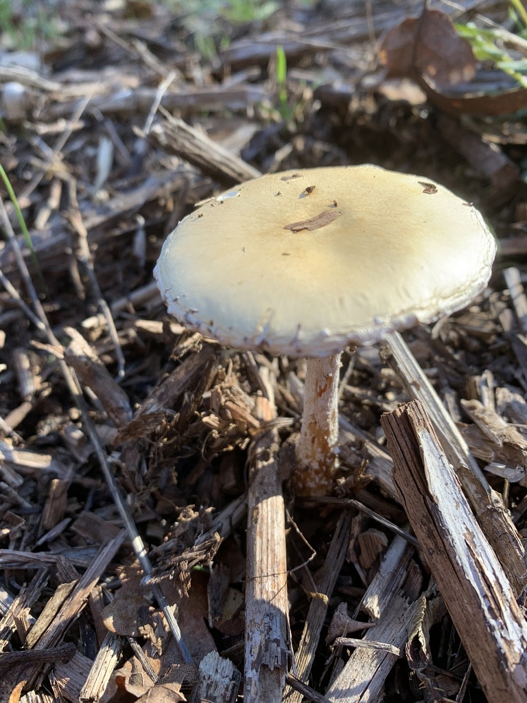 Stropharia ambigua · March 2026 · photo: © thenaturekid2827 (iNaturalist, cc-by-nc)