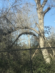 Populus fremontii fremontii