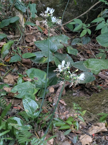 Plagiolirion horsmannii photographed in Venezuela