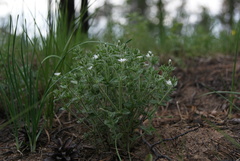 Stellaria dichotoma