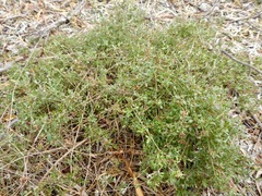 Chenopodium nutans nutans