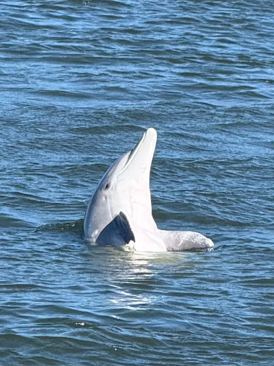 Tursiops erebennus