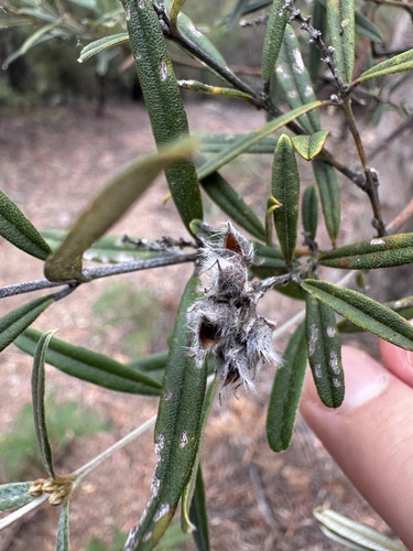 Oxylobium arborescens, 2026-03-09