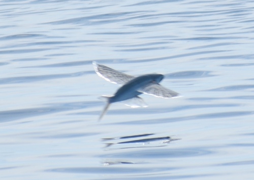 Glider flyingfish (Cheilopogon atrisignis) — Exocoetidae — 5