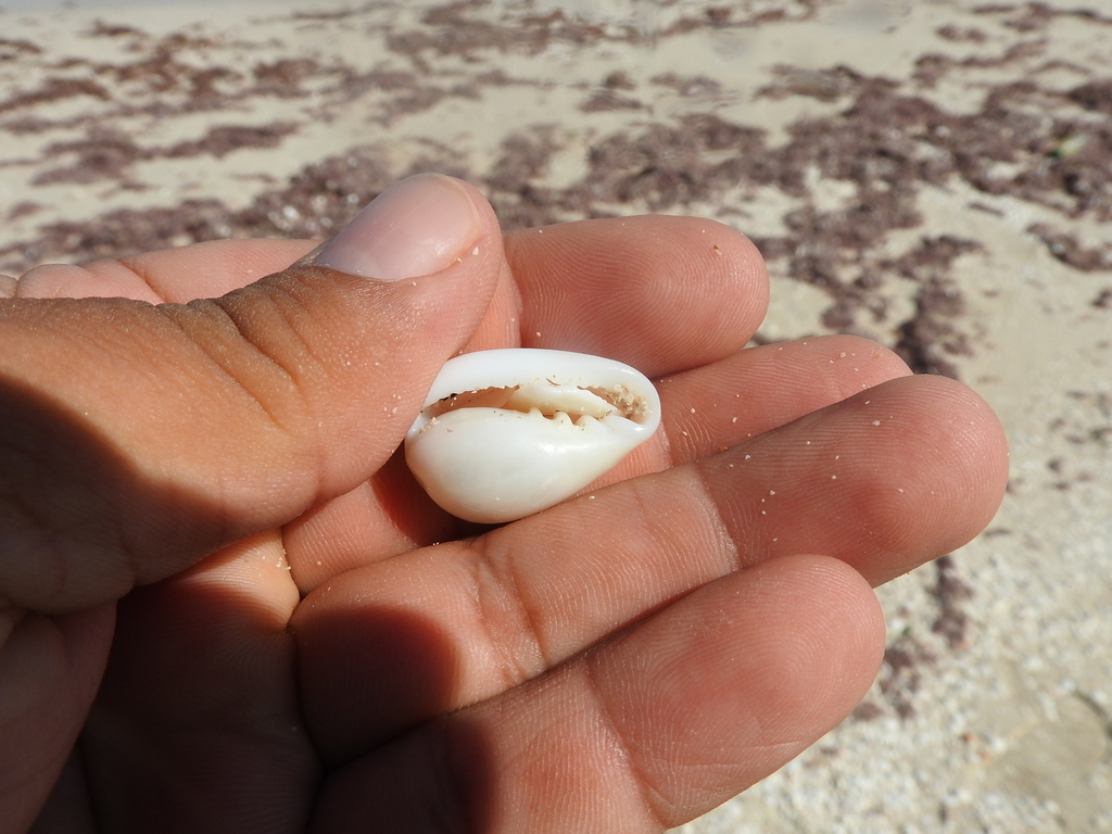 royal marginella