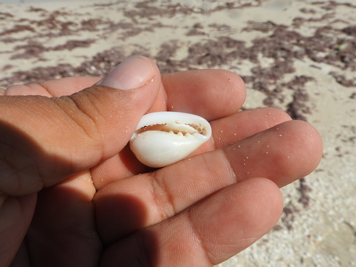 royal marginella