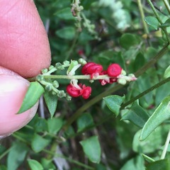 Chenopodium nutans nutans