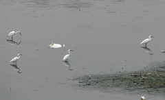 Egretta garzetta