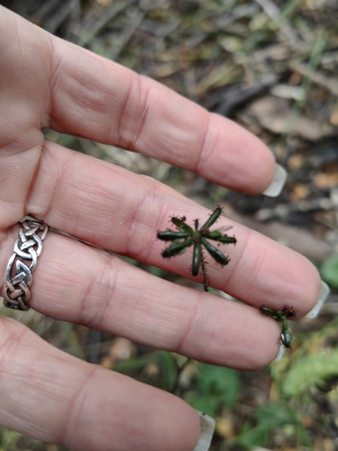 Straightflowered trailplant (Adenocaulon chilense)