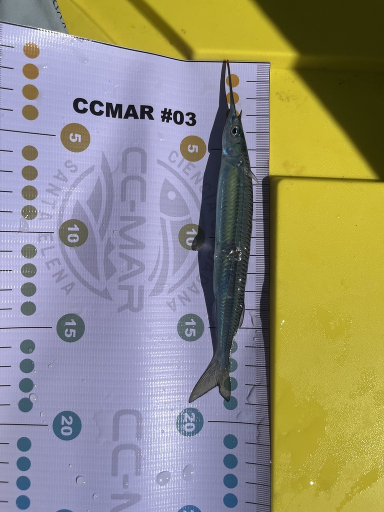 Jumping halfbeak (Hemiramphus saltator) — Hemiramphidae