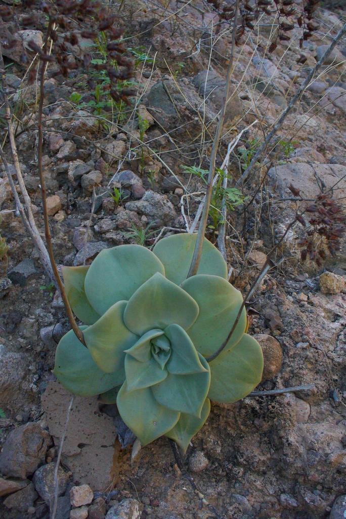 Dudleya rubens, Mulegé, B.C.S., México
