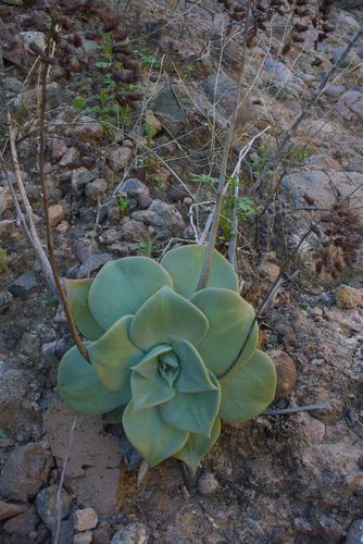Dudleya rubens