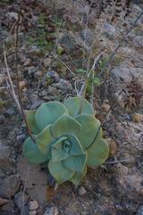 Dudleya rubens