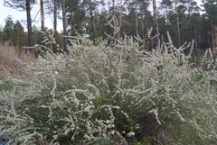 Spiraea aquilegifolia