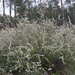 Spiraea aquilegifolia - Photo (c) Daba, some rights reserved (CC BY-NC)