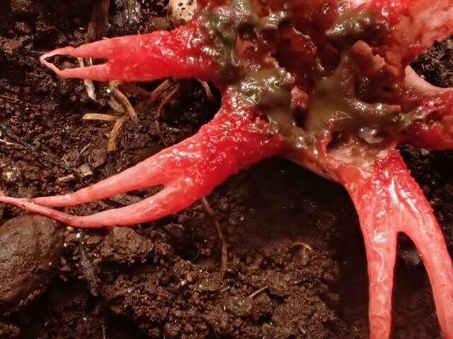 Aseroe rubra · March 2026 · photo: © kcbrisbane (iNaturalist, cc-by-nc)