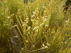 Choretrum glomeratum