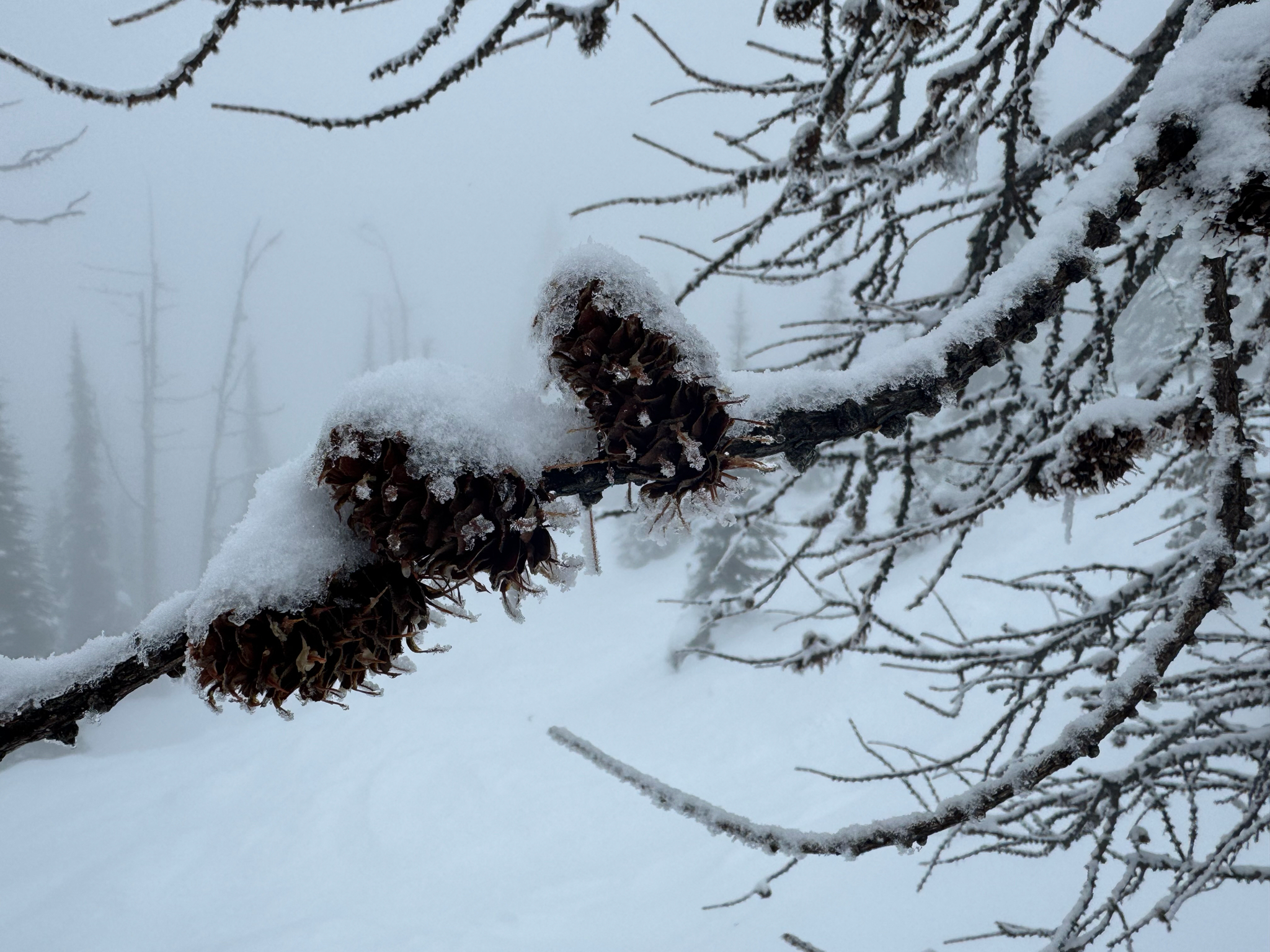 Subalpine Larch (Larix lyallii)