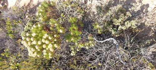 Cassinia uncata observed 2026-03-08