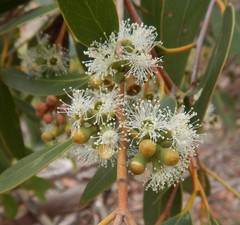 Eucalyptus arenacea