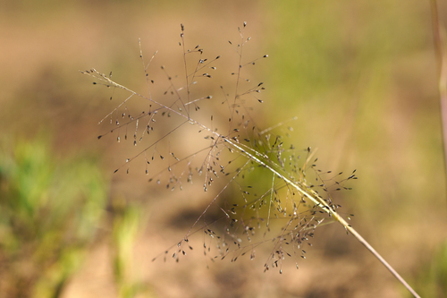 fairy grass (Sporobolus caroli)