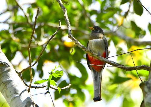 Elegant Trogon (Trogon elegans), photo 5