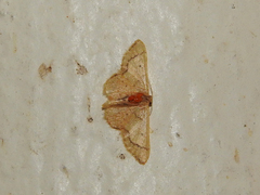 Idaea kendallaria