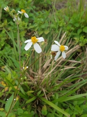 Bidens alba