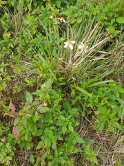 Bidens alba