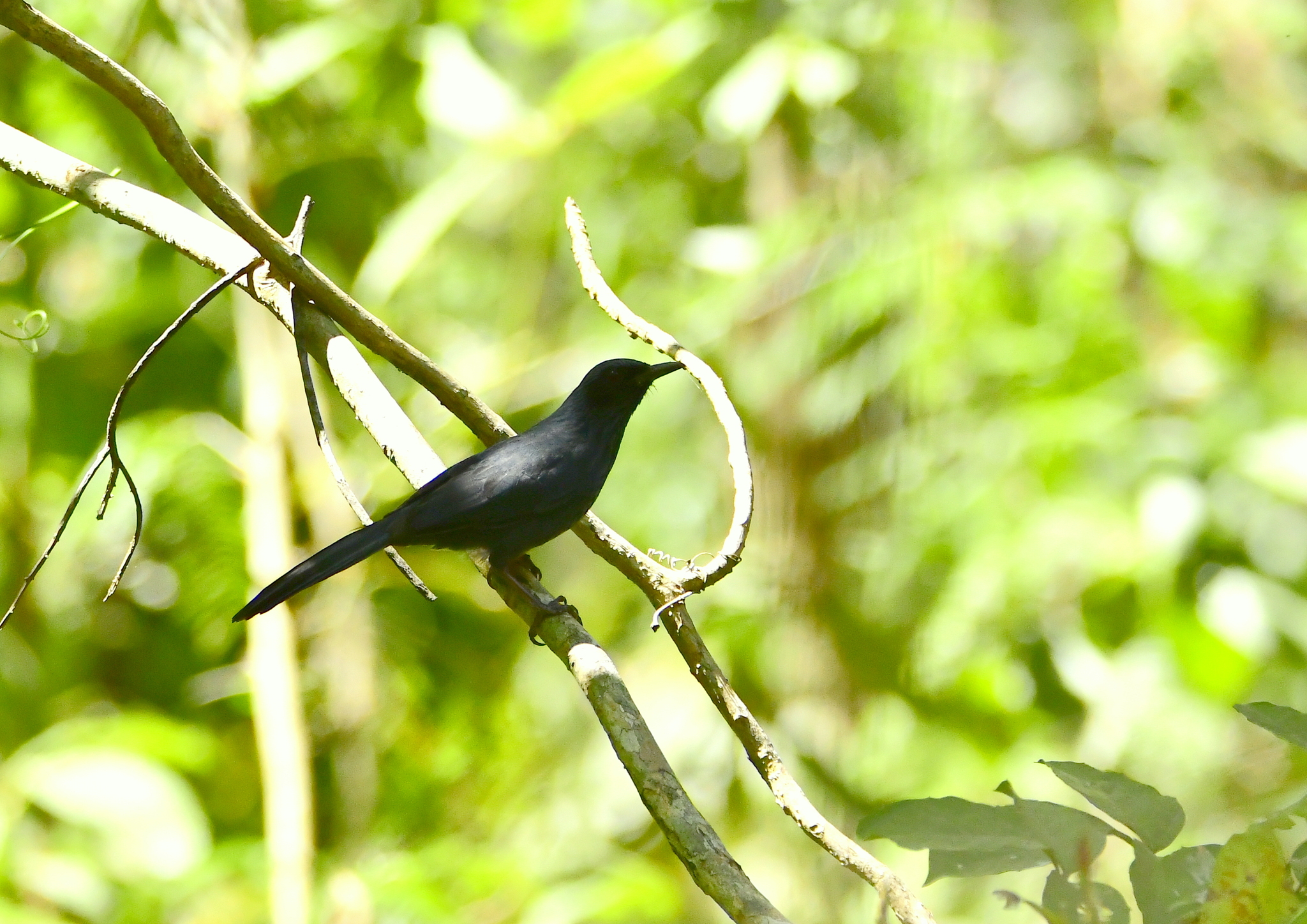 Blue Mockingbird (Melanotis caerulescens), photo 3