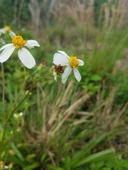 Bidens alba