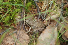 Lithobates sylvaticus image